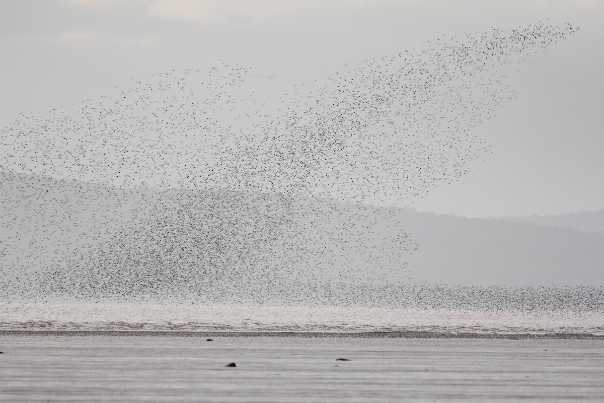 Semipalmated Sandpiper - ML129596031