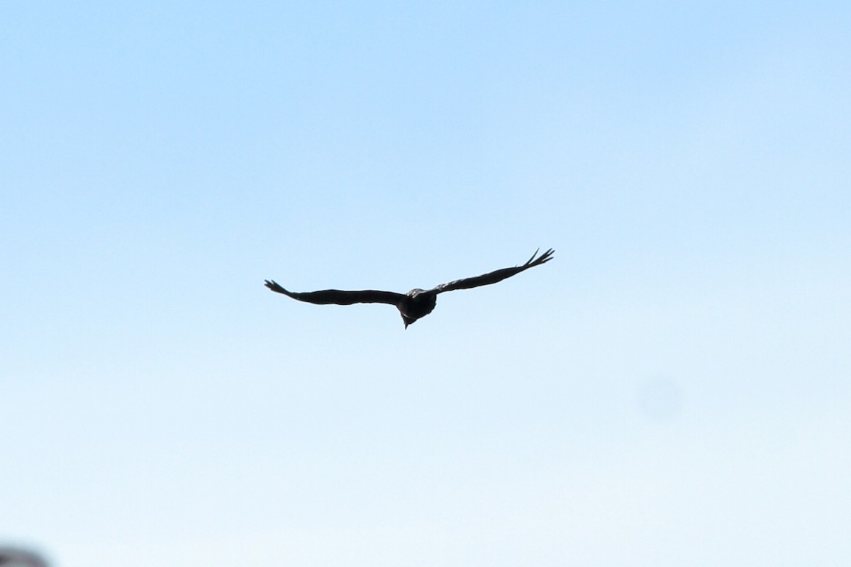 Cuban Crow - ML129596041