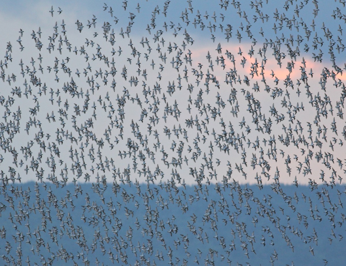 Semipalmated Sandpiper - Ben Lagasse
