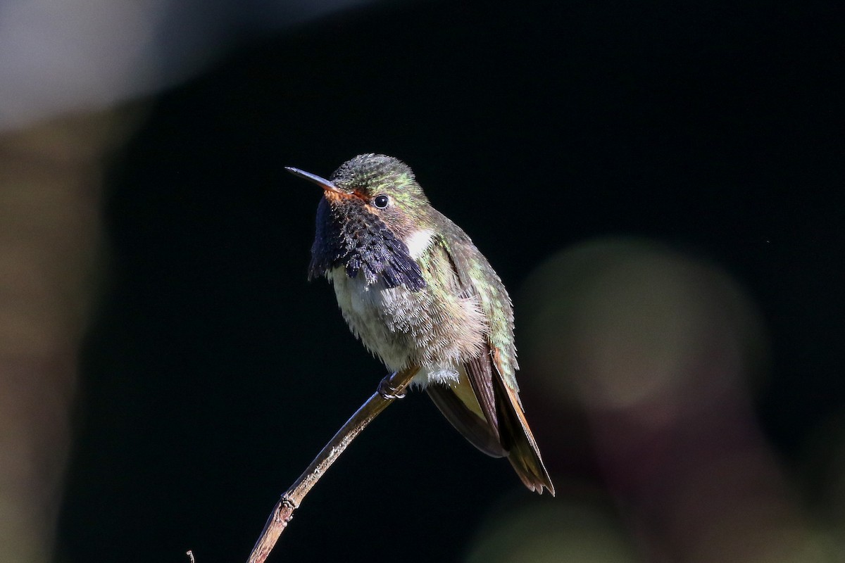 Colibrí Volcanero - ML129598451