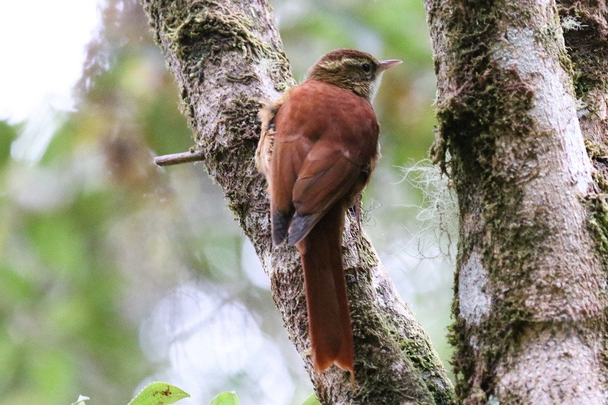 Ruddy Treerunner - ML129598621