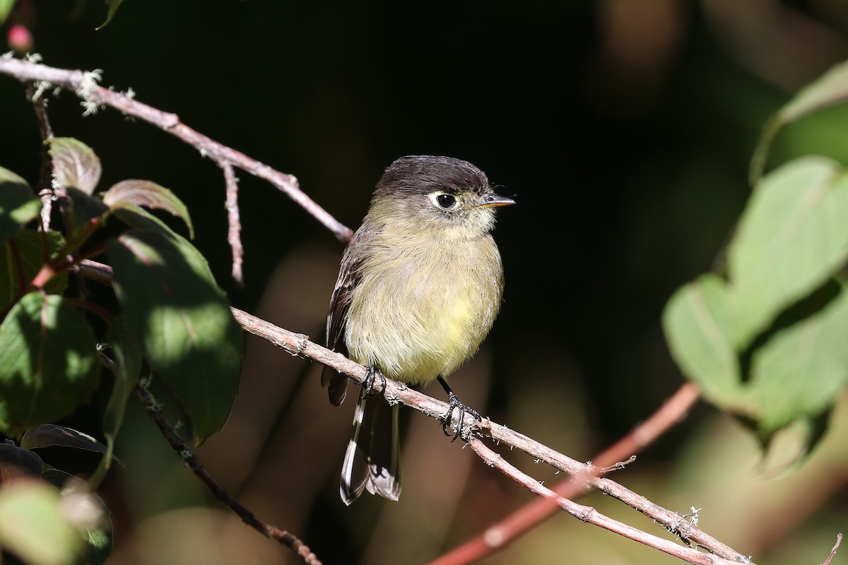 Mosquero Cabecinegro - ML129598741