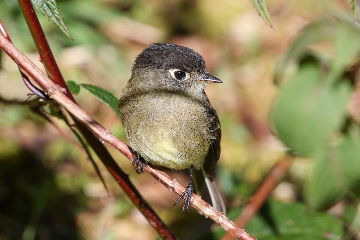 Mosquero Cabecinegro - ML129598761