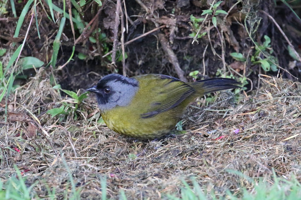 Large-footed Finch - ML129599181