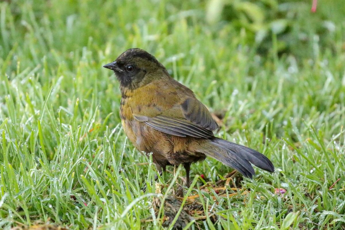 Large-footed Finch - ML129599211