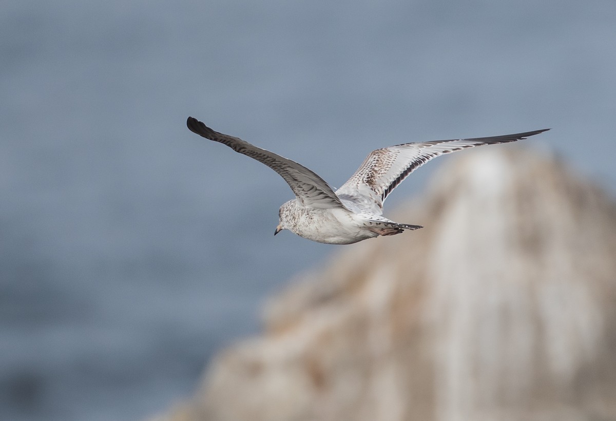 Ring-billed Gull - ML129599251