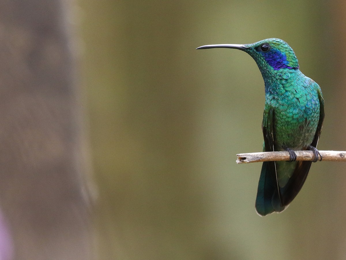 Lesser Violetear - Blair Dudeck