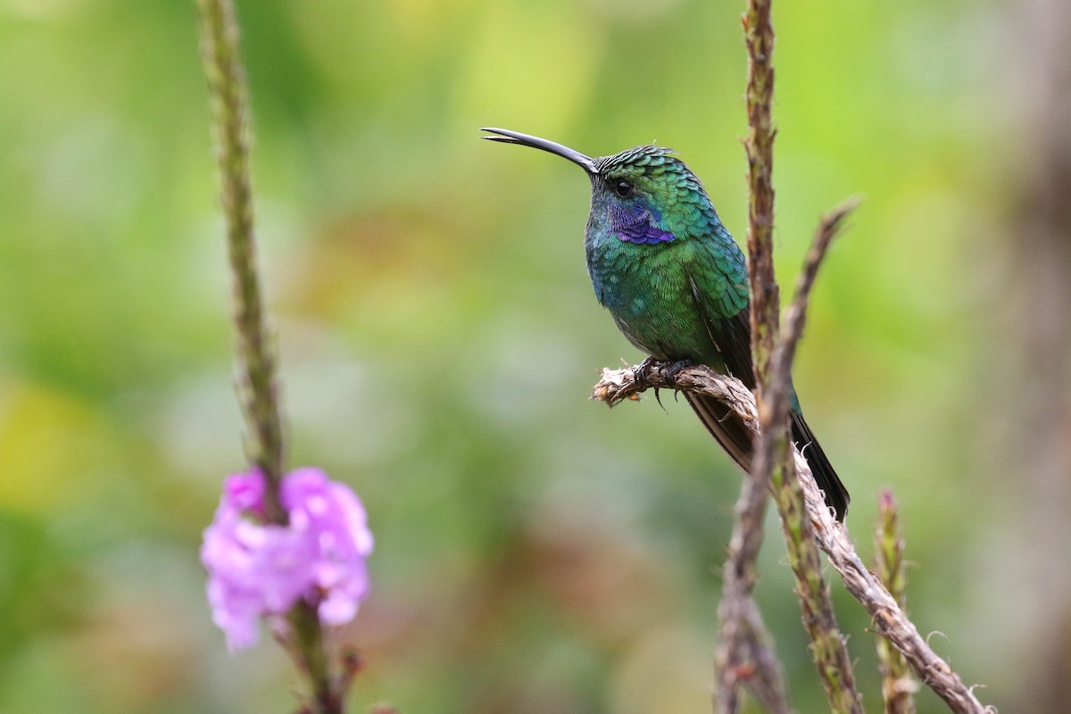 Colibrí Oreja Violeta Menor - ML129600411