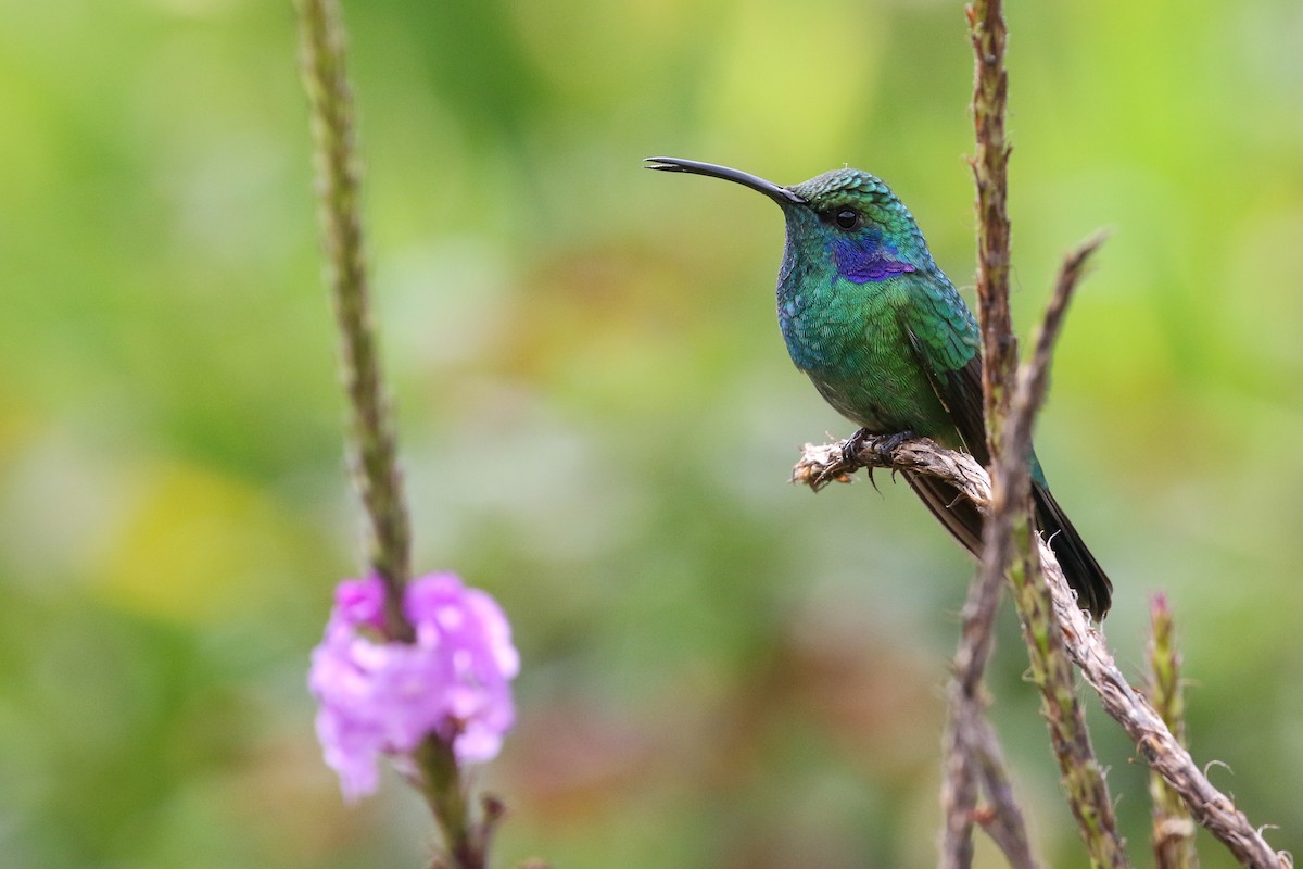 Lesser Violetear - Blair Dudeck