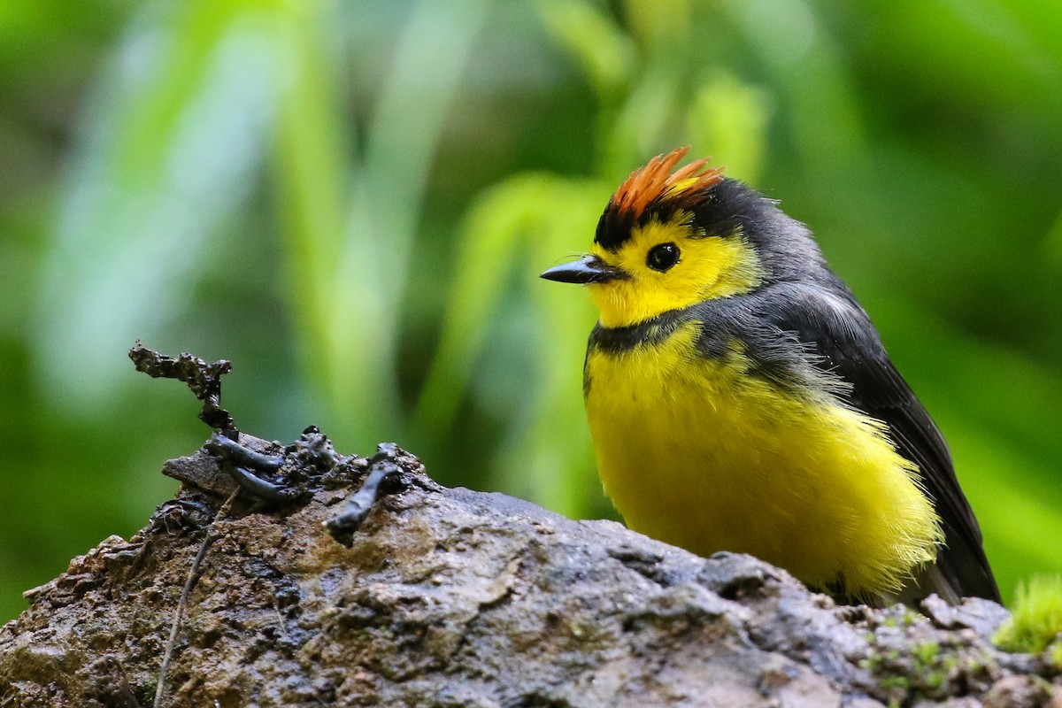 Collared Redstart - ML129600771