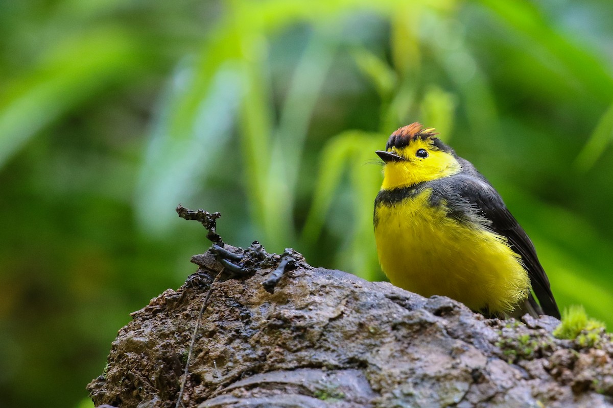 Collared Redstart - Blair Dudeck