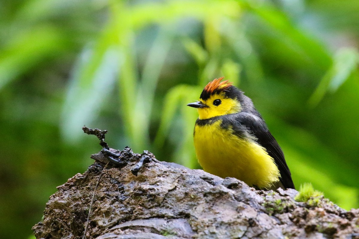 Collared Redstart - ML129600801