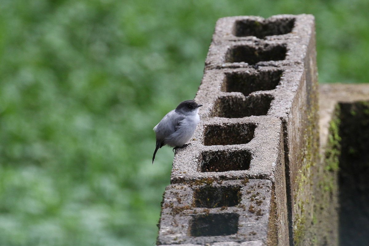 Torrent Tyrannulet - ML129601131