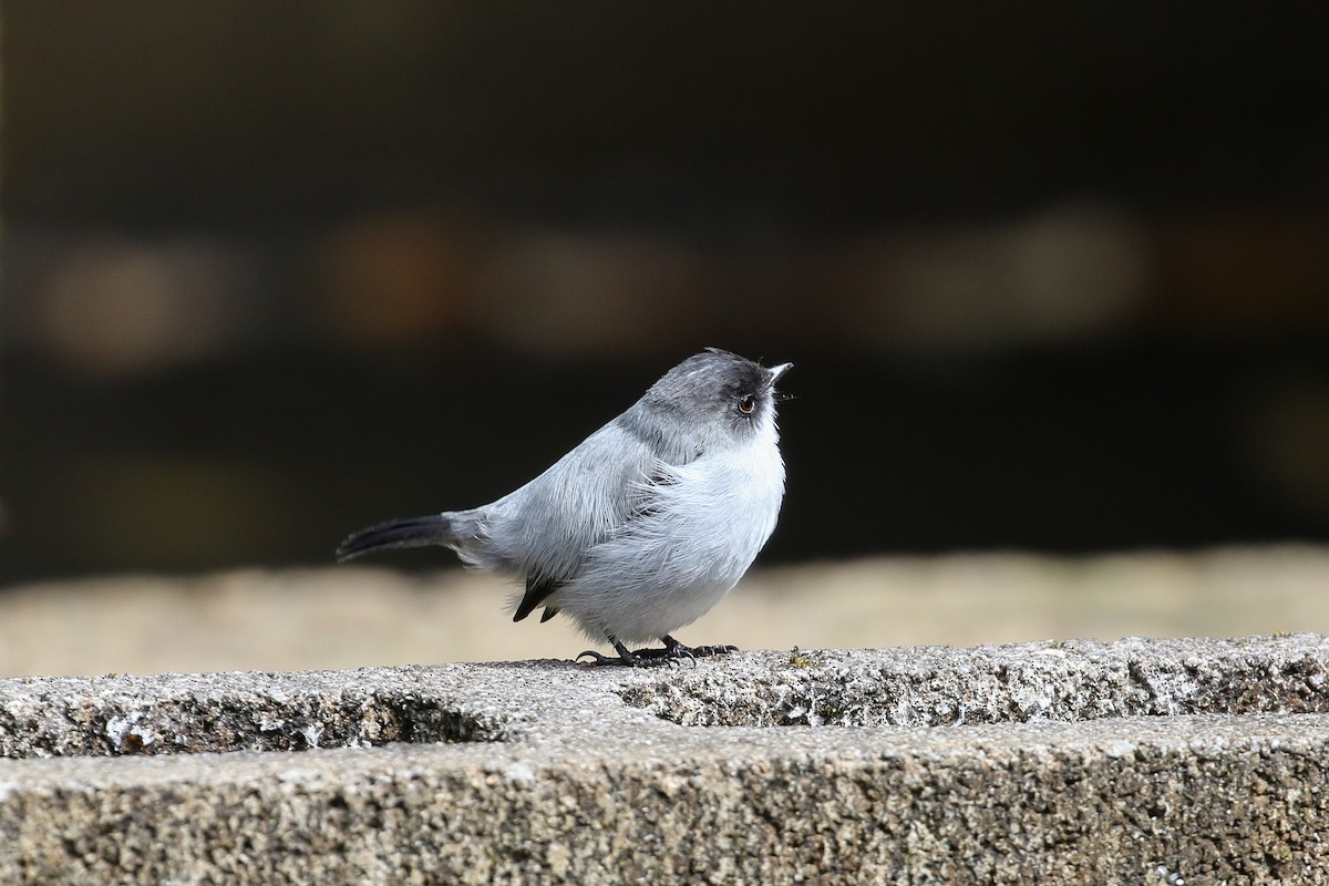 Torrent Tyrannulet - ML129601151