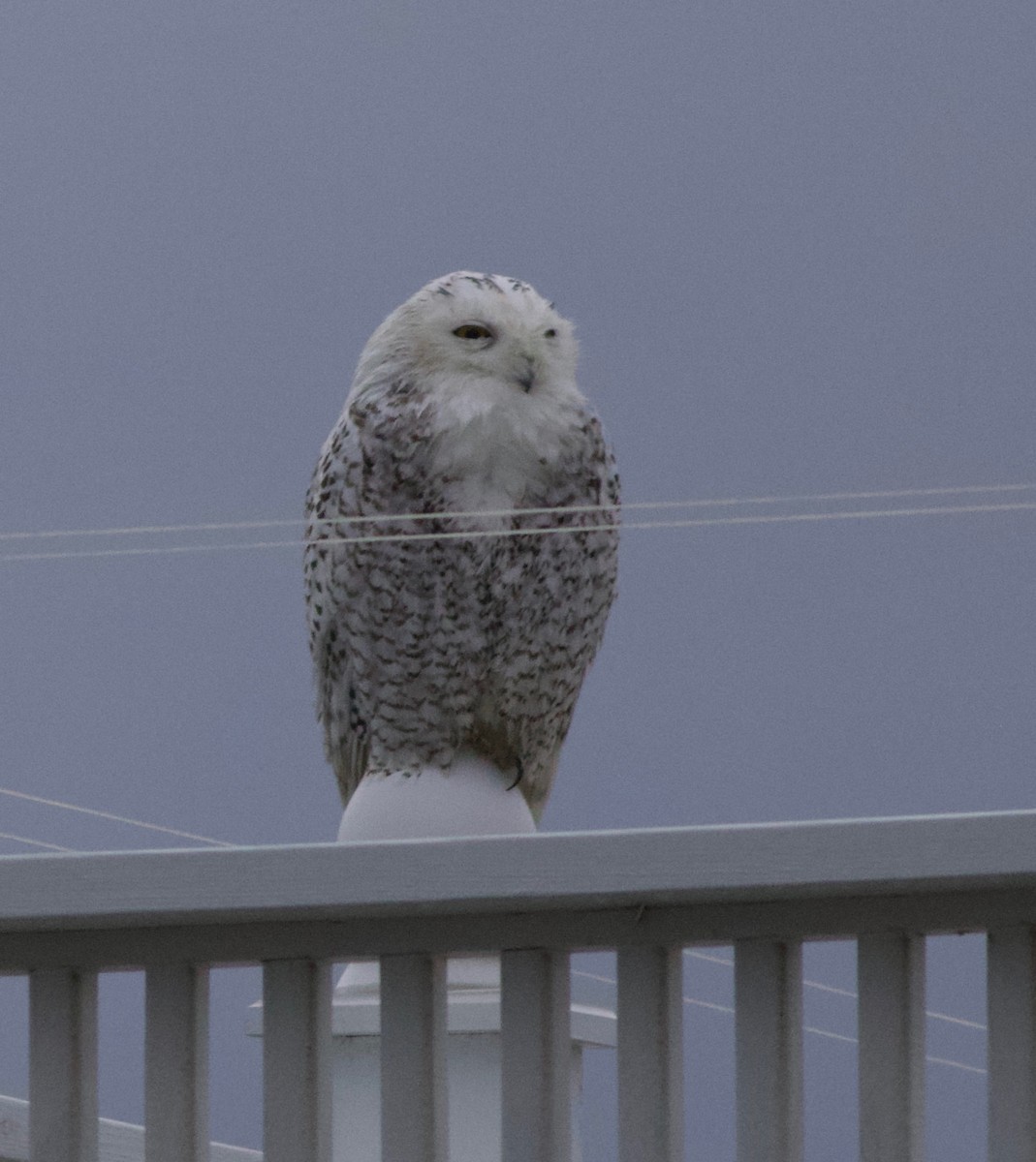 Snowy Owl - ML129601821