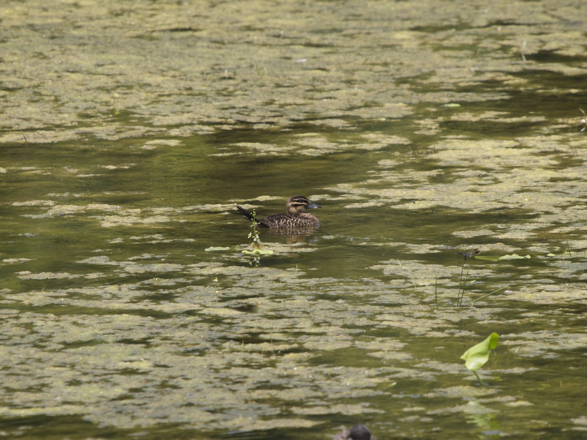 Masked Duck - ML129602071