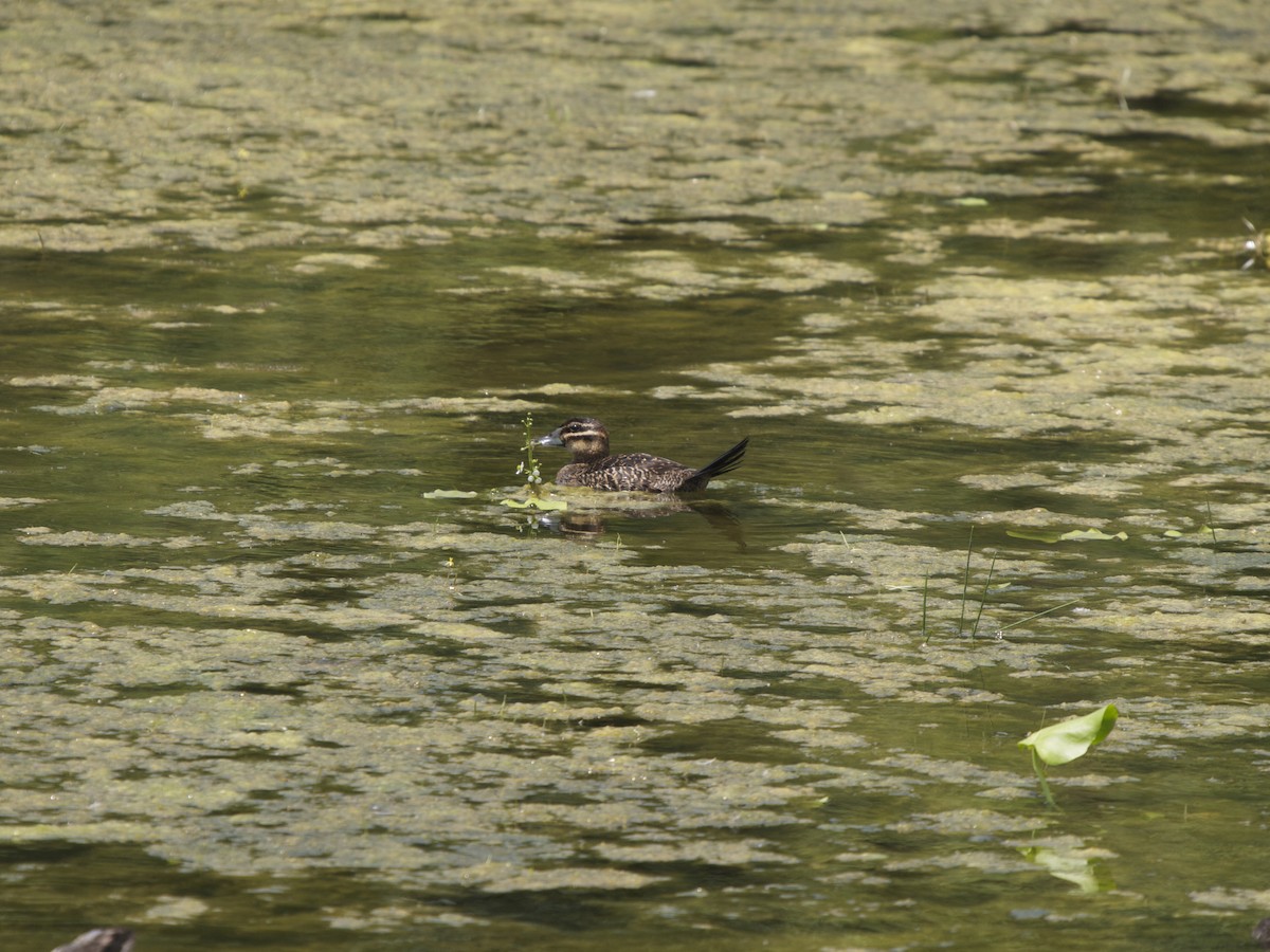 Masked Duck - ML129602371