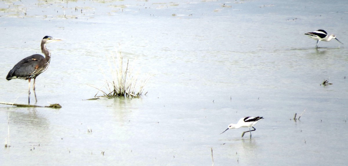 Avocette d'Amérique - ML129602751