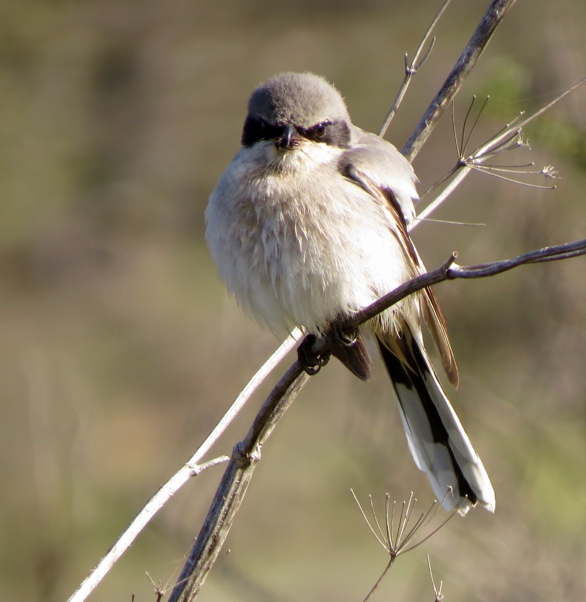 Loggerhead Shrike - Petra Clayton