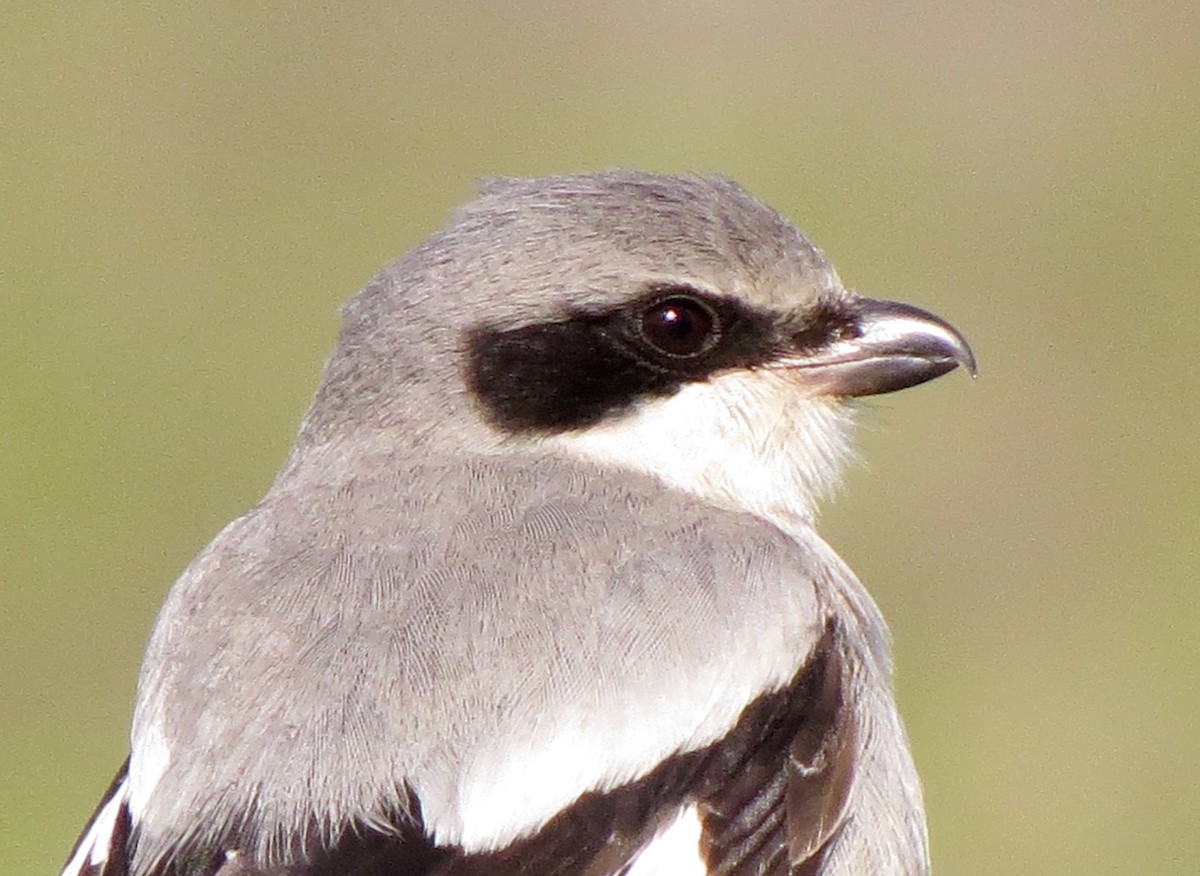 Loggerhead Shrike - Petra Clayton