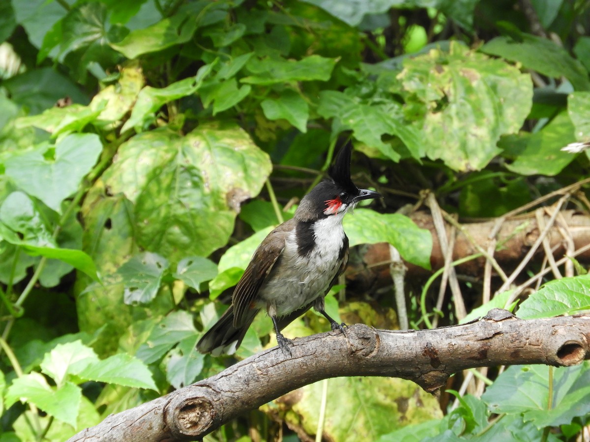 Red-whiskered Bulbul - ML129605331