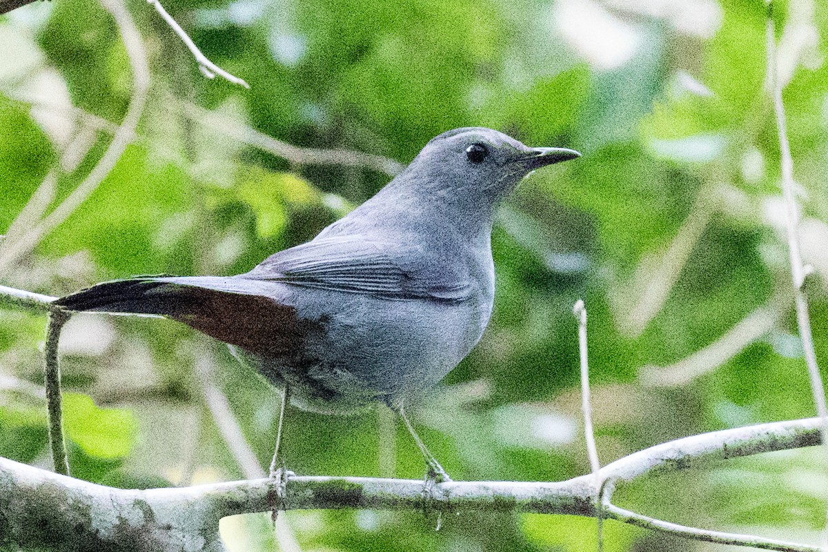 Gray Catbird - ML129606931