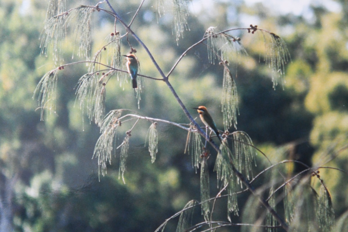 Rainbow Bee-eater - ML129608111