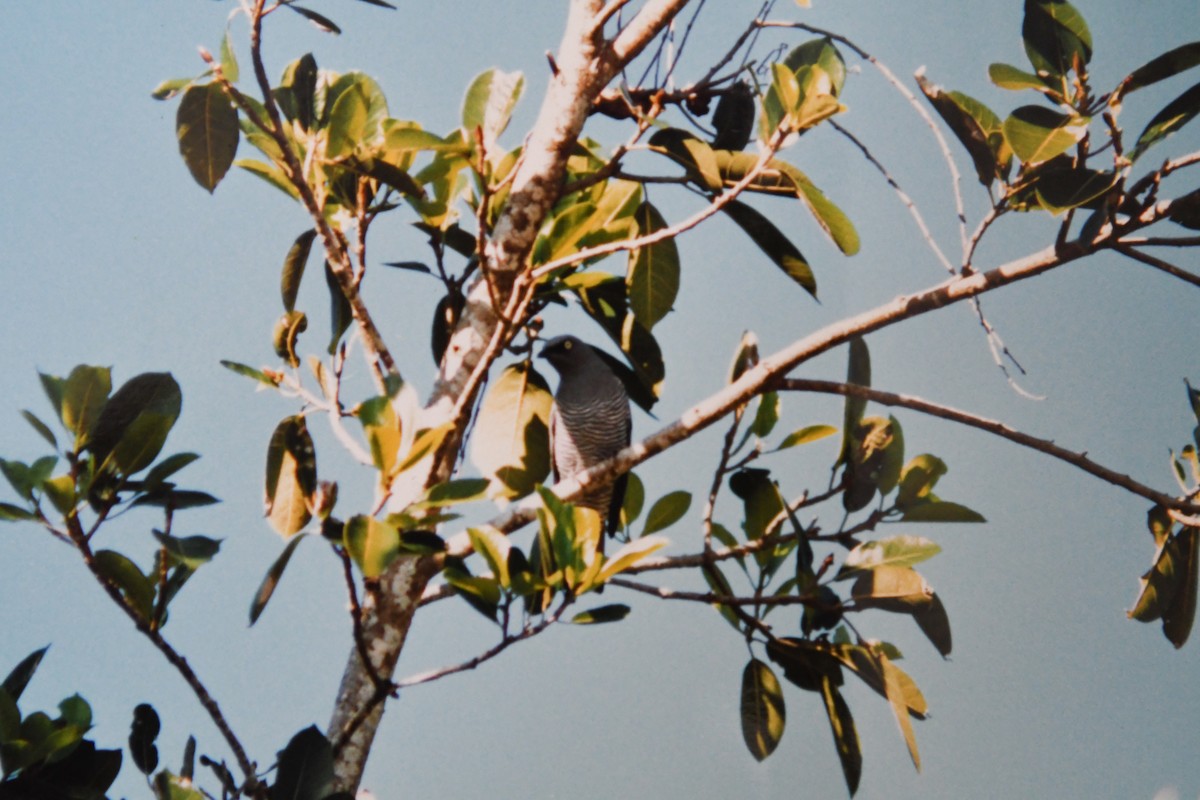 Barred Cuckooshrike - ML129608241