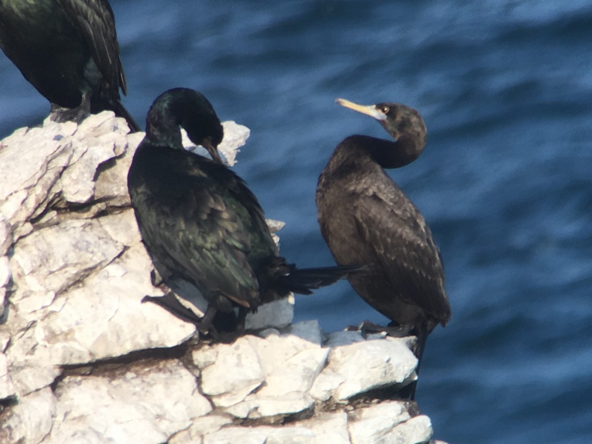 Red-faced Cormorant - ML129609131