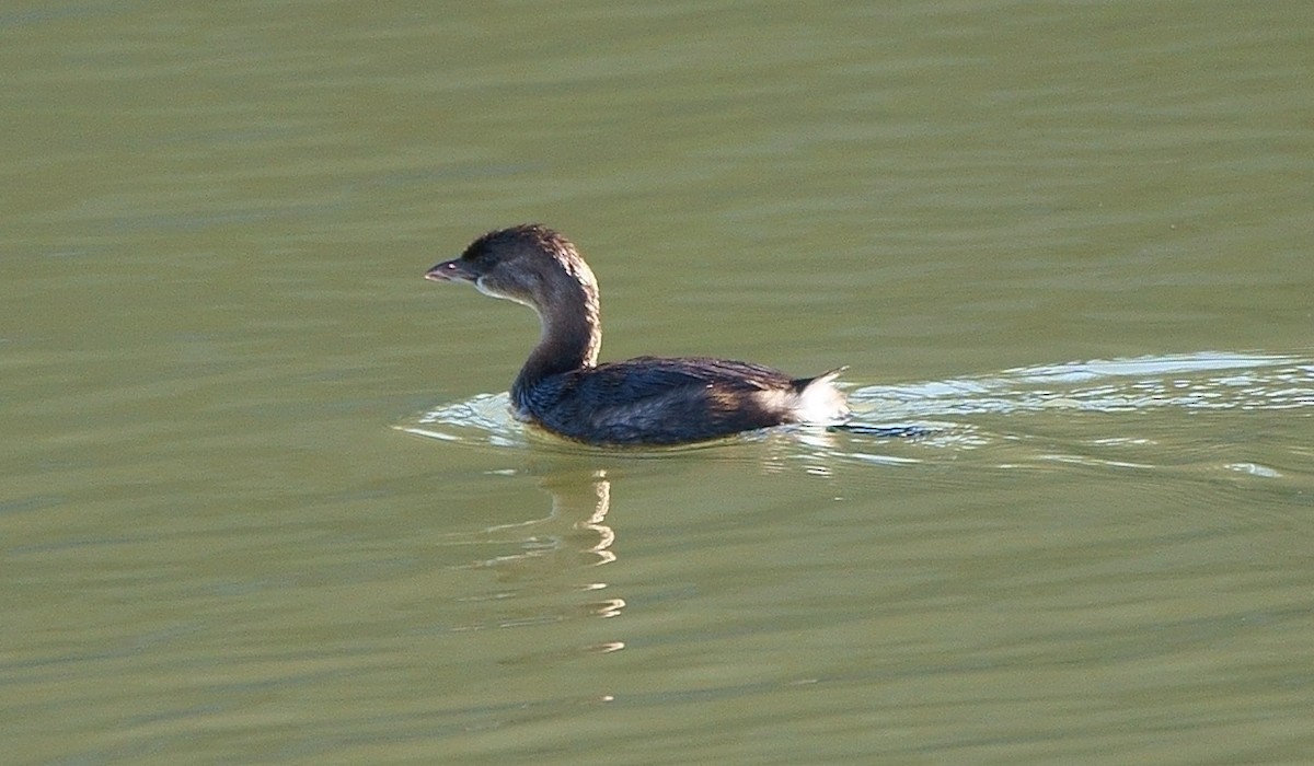 Pied-billed Grebe - Howard Haysom