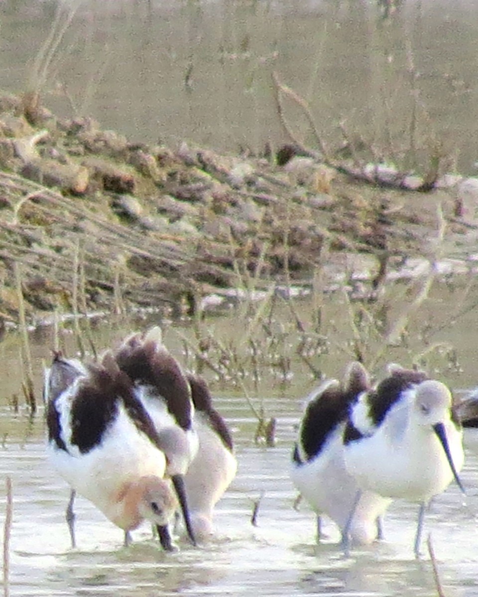 Avocette d'Amérique - ML129609691