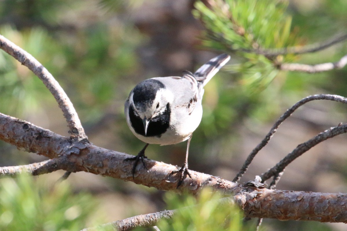 White Wagtail - ML129609831