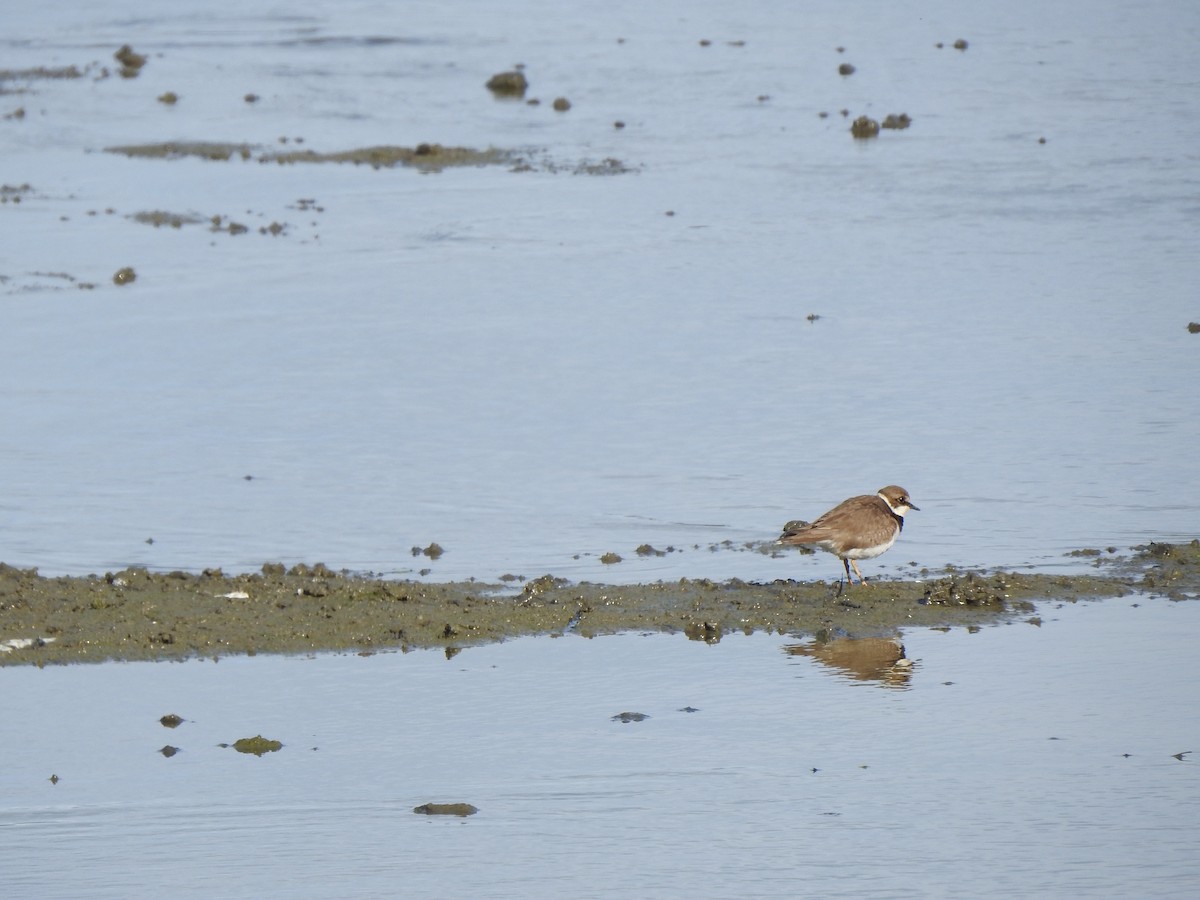 Little Ringed Plover - ML129610161