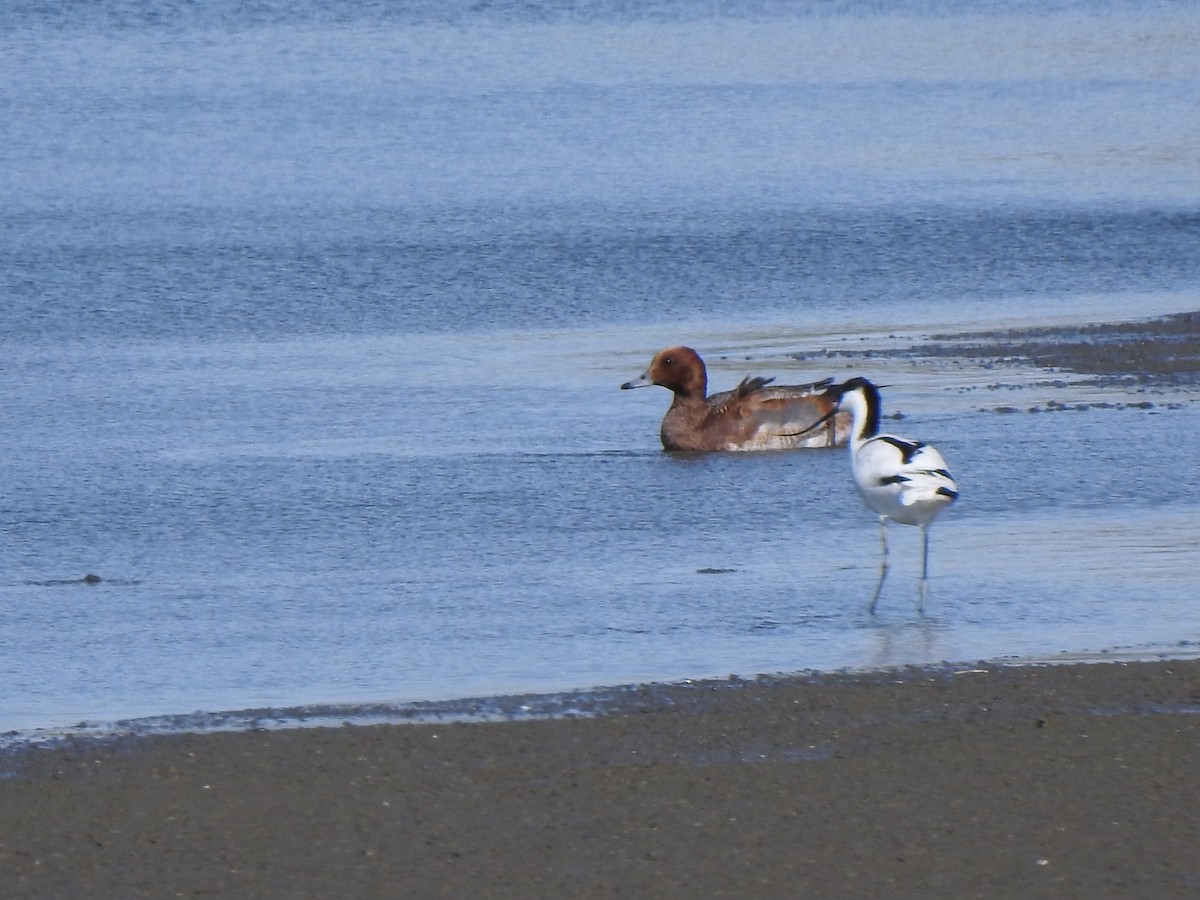 Eurasian Wigeon - ML129610271