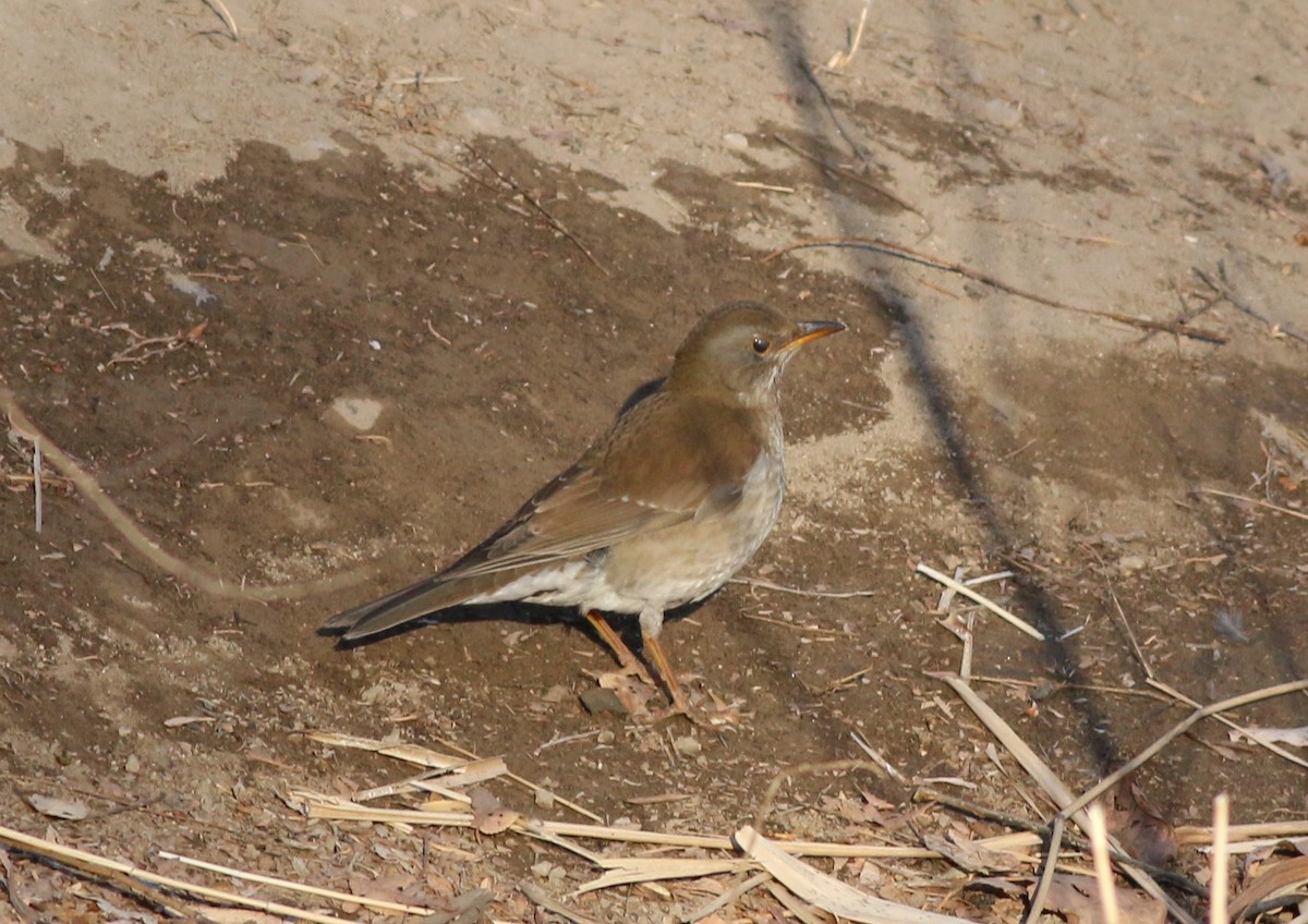 Pale Thrush - Fishing Cat