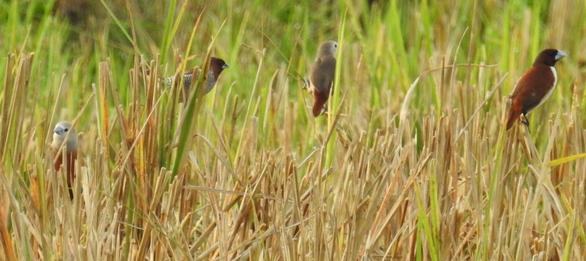 Five-colored Munia - ML129614451