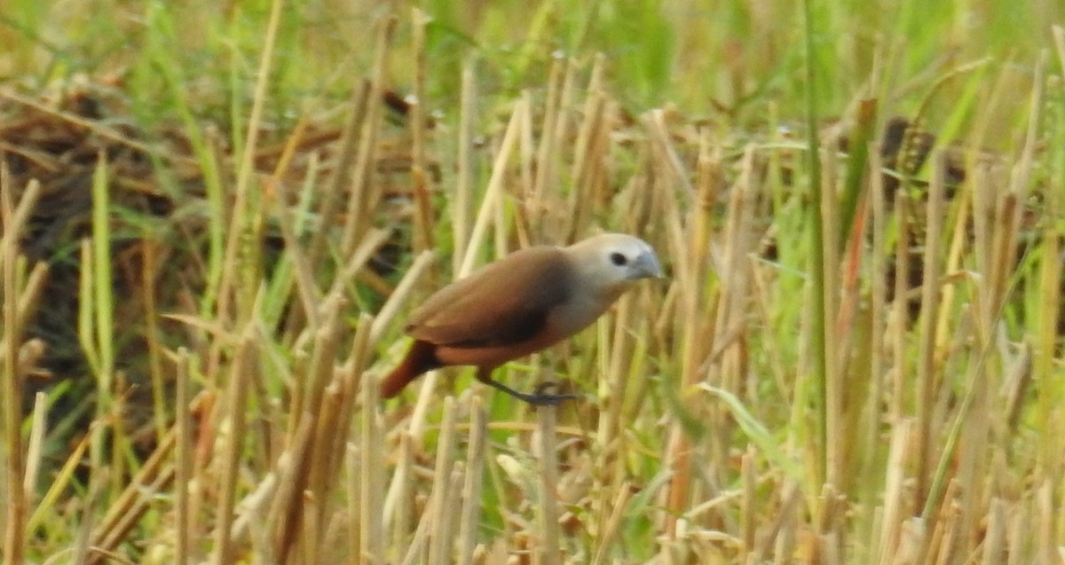 Pale-headed Munia - ML129614641