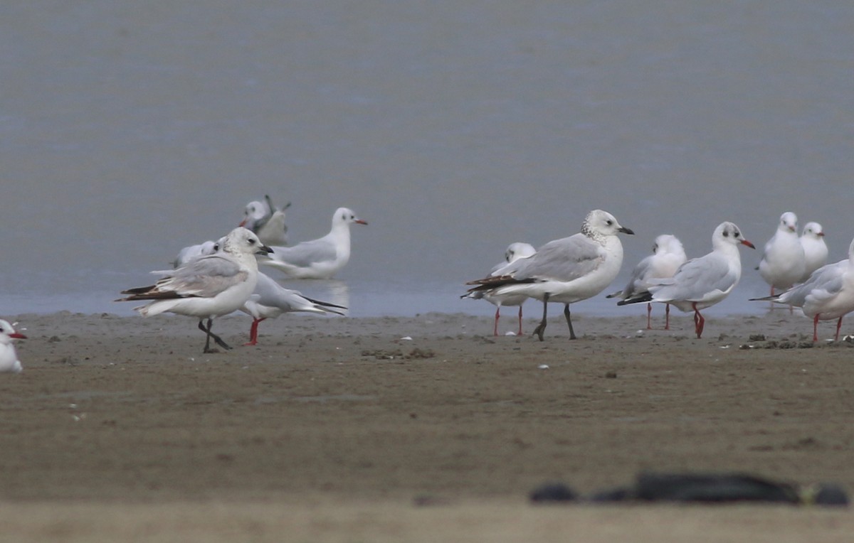 Mouette relique - ML129614981