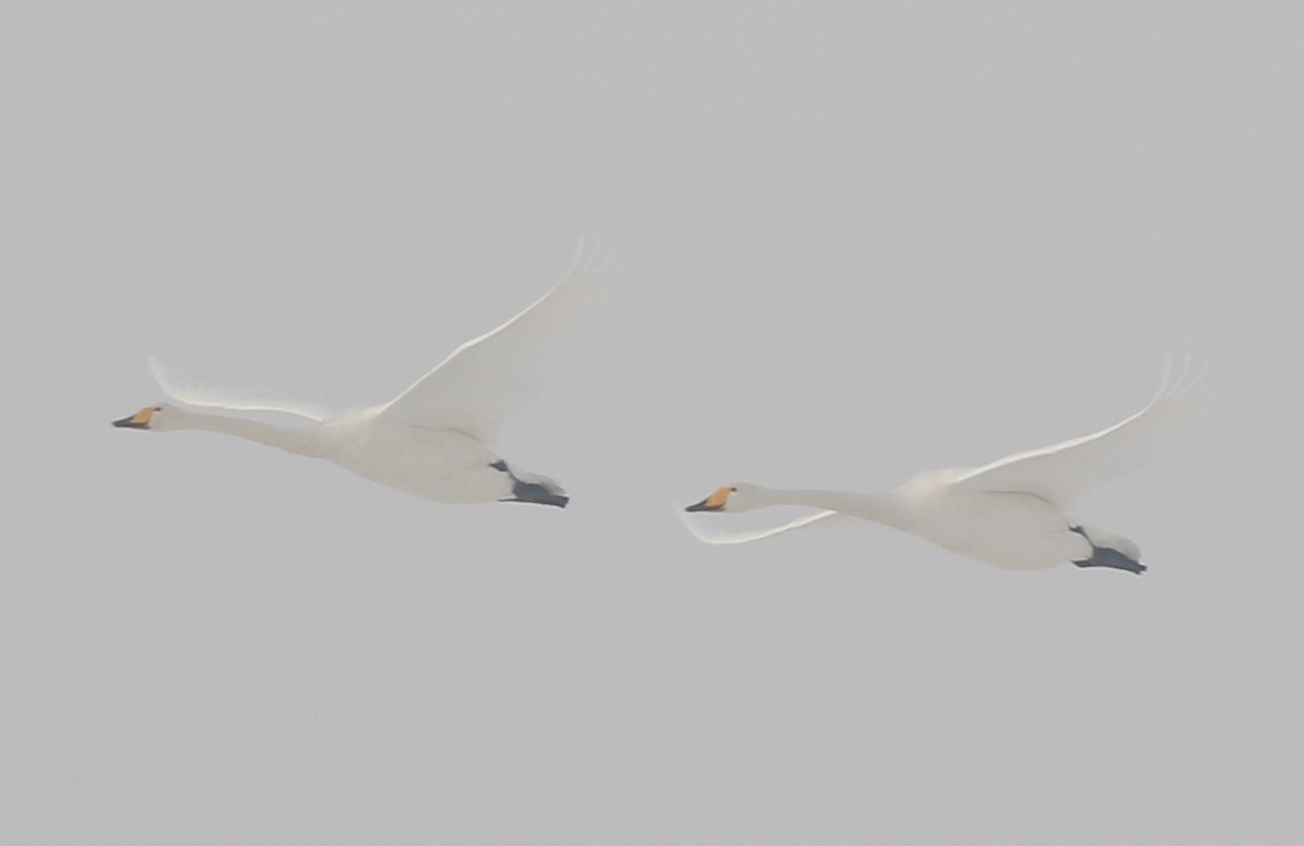 Whooper Swan - Fishing Cat