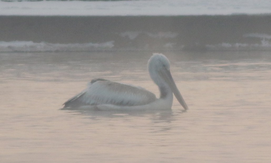 Dalmatian Pelican - Fishing Cat