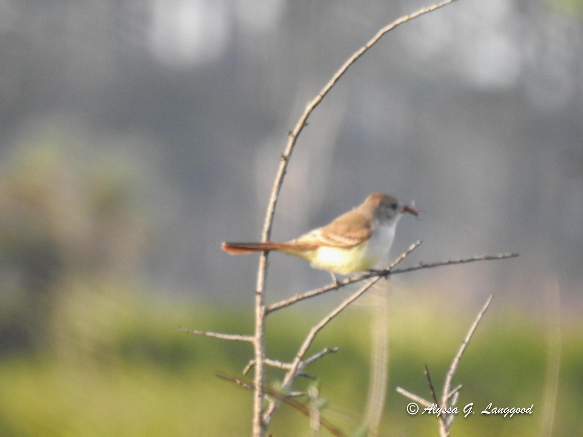 Ash-throated Flycatcher - ML129615751