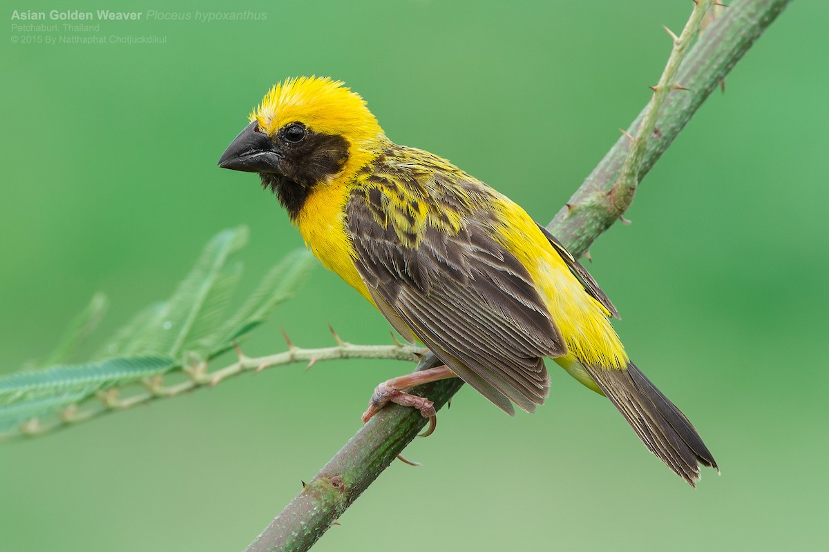 Asian Golden Weaver - Natthaphat Chotjuckdikul