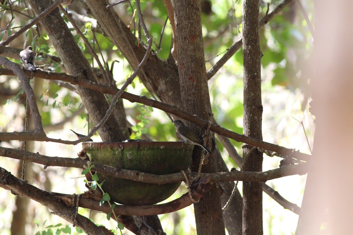 Spotted Honeyguide - Shawn Loewen