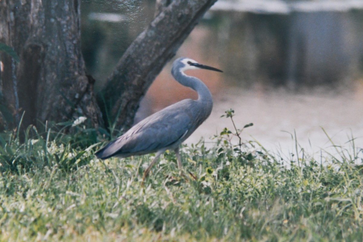 White-faced Heron - ML129617371