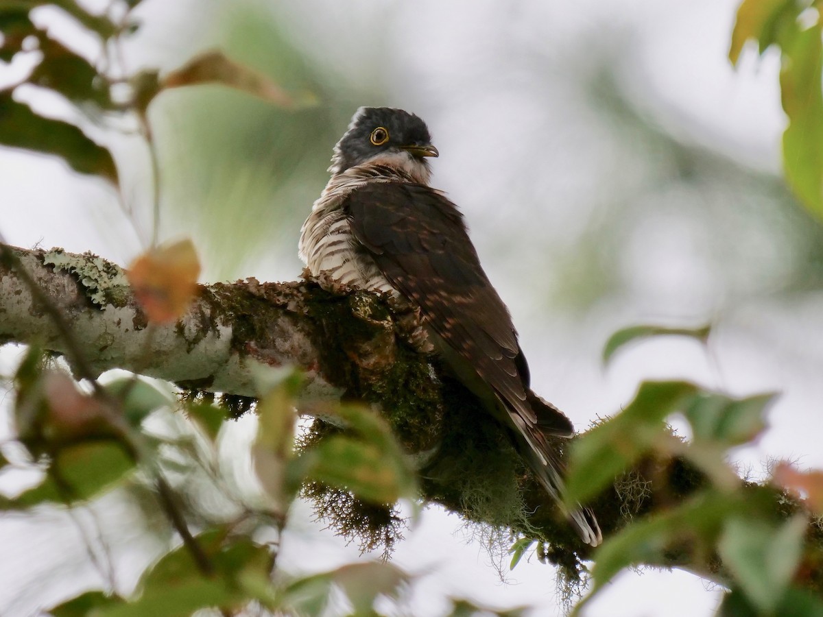 Dark Hawk-Cuckoo - ML129617841