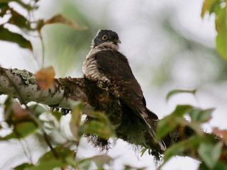 Penan Hawk-Cuckoo - eBird