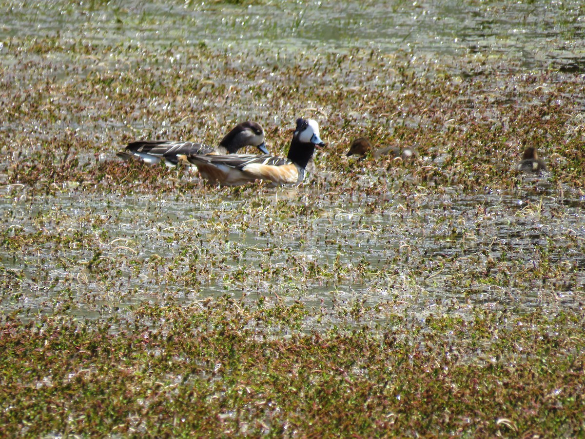 Chiloe Wigeon - Tom Nardone