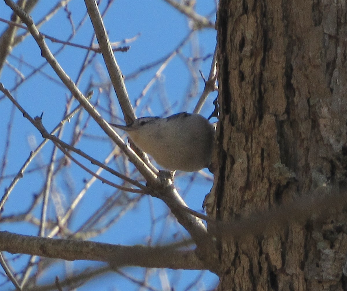 White-breasted Nuthatch - ML129618121