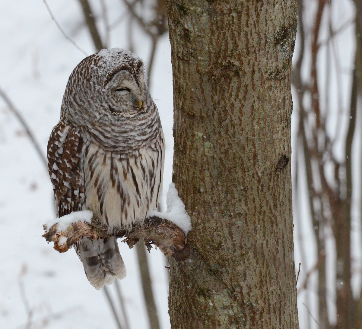 Barred Owl - ML129618281