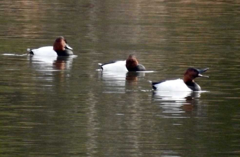 Canvasback - ML129618301